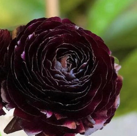 Ranunculus Amandine Black – Willoughby Road