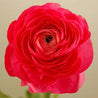 Ranunculus Amandine Bonbon