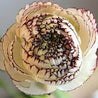 Ranunculus Friandine Cappuccino