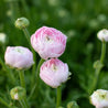 Ranunculus Chamallow