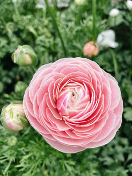 Ranunculus Porcelaine – Willoughby Road