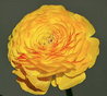 Ranunculus Amandine Yellow Picotee